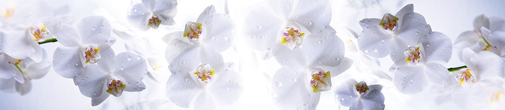 FM 016 панель 2800х610х6 Белые орхидеи